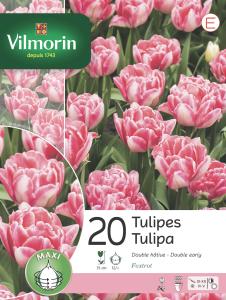 Tulipe Foxtrot (x20)